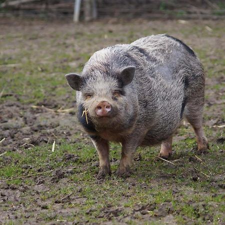 Logements Insolites A La Ferme - Yourte, Kota Ou Pod Farbus Exteriör bild